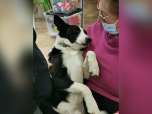 Halte Répit Alzheimer Corbeil - Zoothérapie